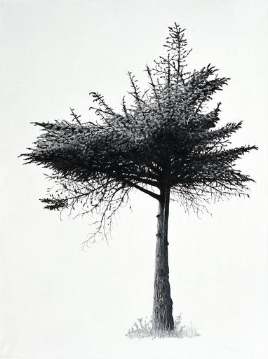 Windblown #4 - Spruce 